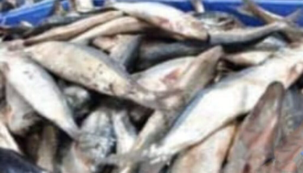 IMG-20251028-WA0002 IMG-20251028-WA0002